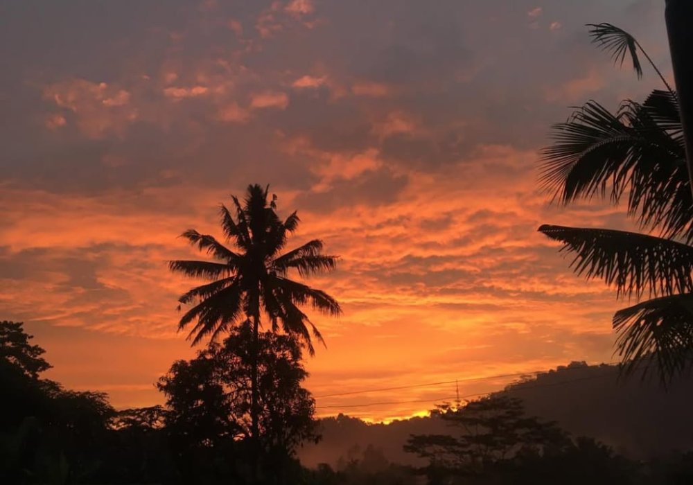 sunset on the rice fields
